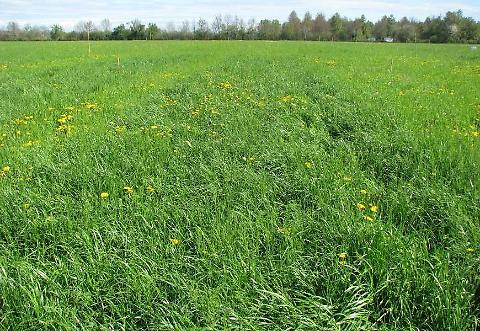 La biodiversità in agricoltura nella produzione del Parmigiano Reggiano - Pratichiera